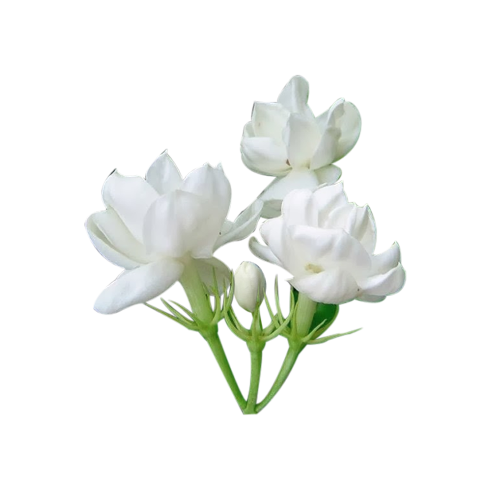 Jasmine Flower Transparent Clipart