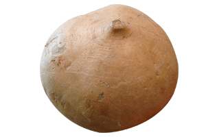 Jicama Fruit PNG