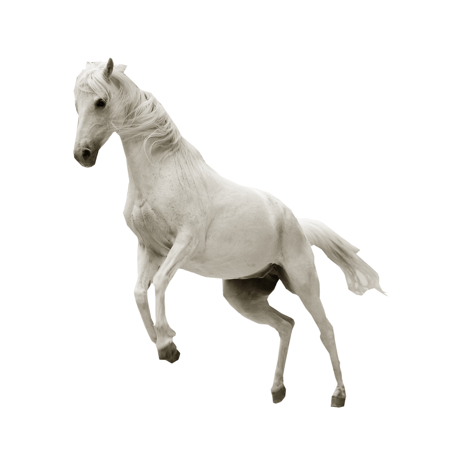 Jumping Horse  Transparent Image