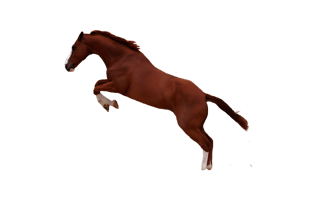 Jumping Horse PNG