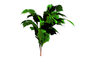 Jungle PNG