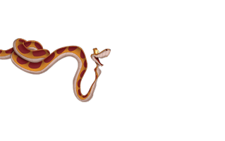 Kaa PNG