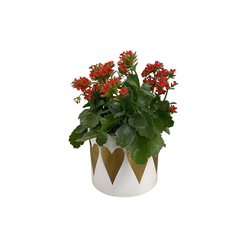 Kalanchoe In Potted  Transparent Image