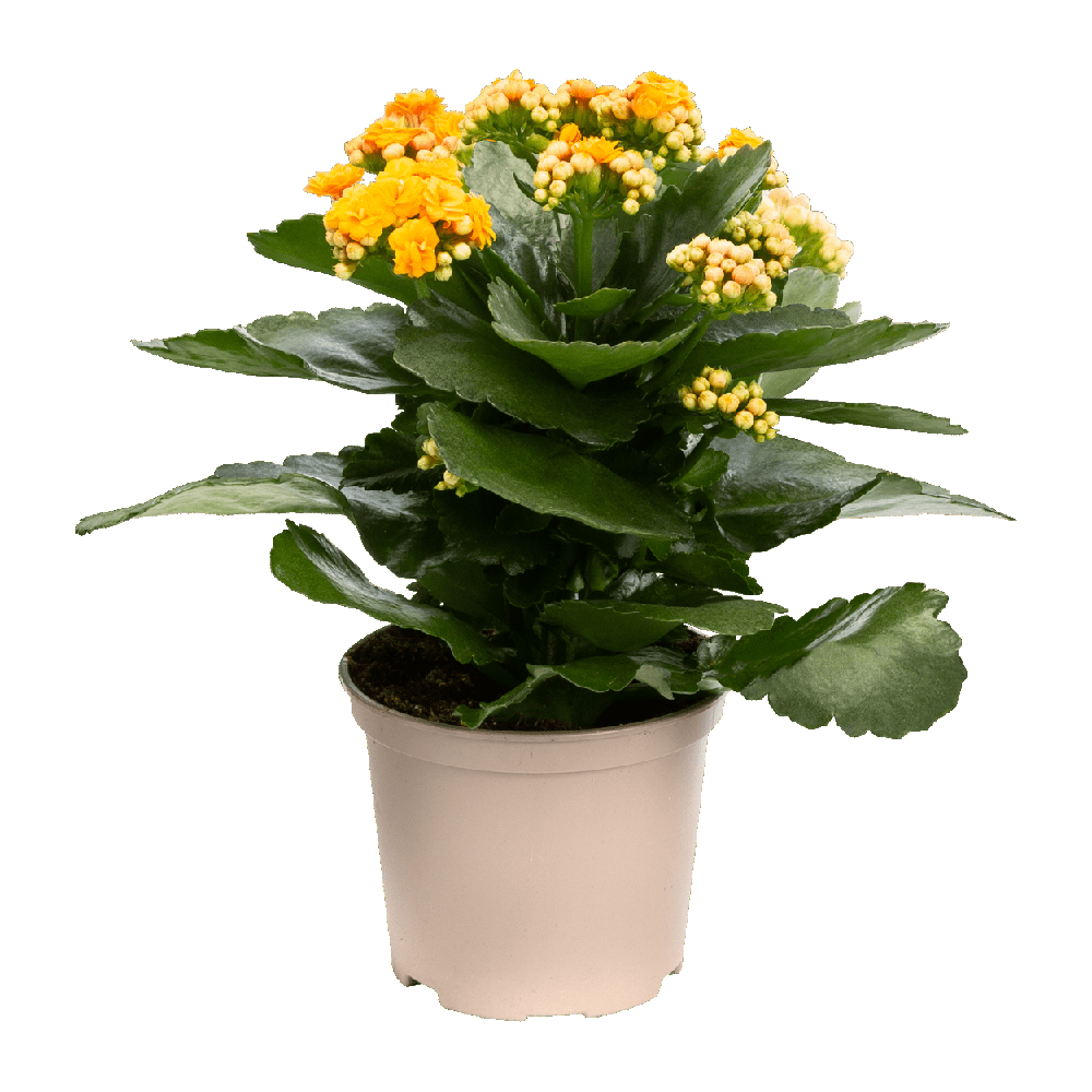 Kalanchoe In Potted Transparent Picture