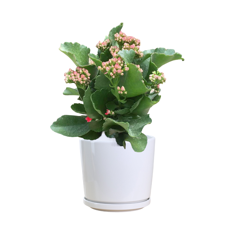 Kalanchoe In Potted  Transparent Clipart