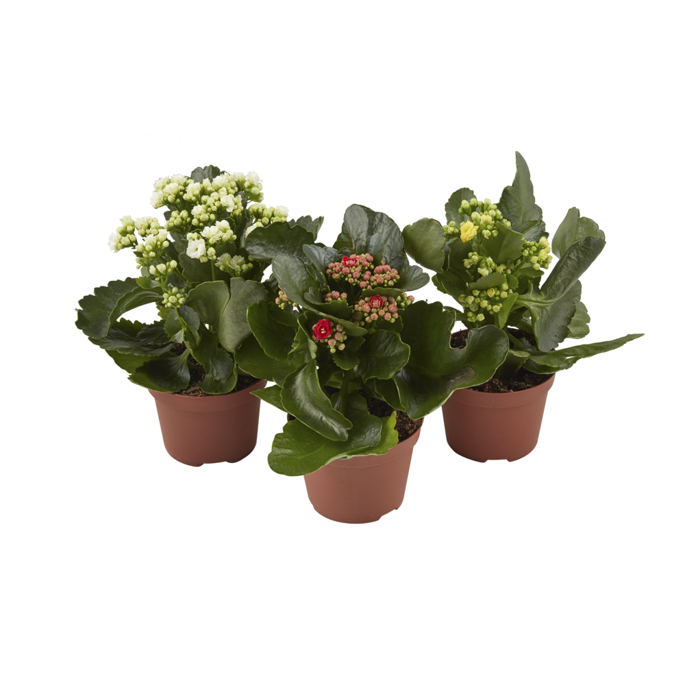 Kalanchoe In Potted  Transparent Gallery