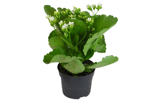 Kalanchoe In Potted PNG