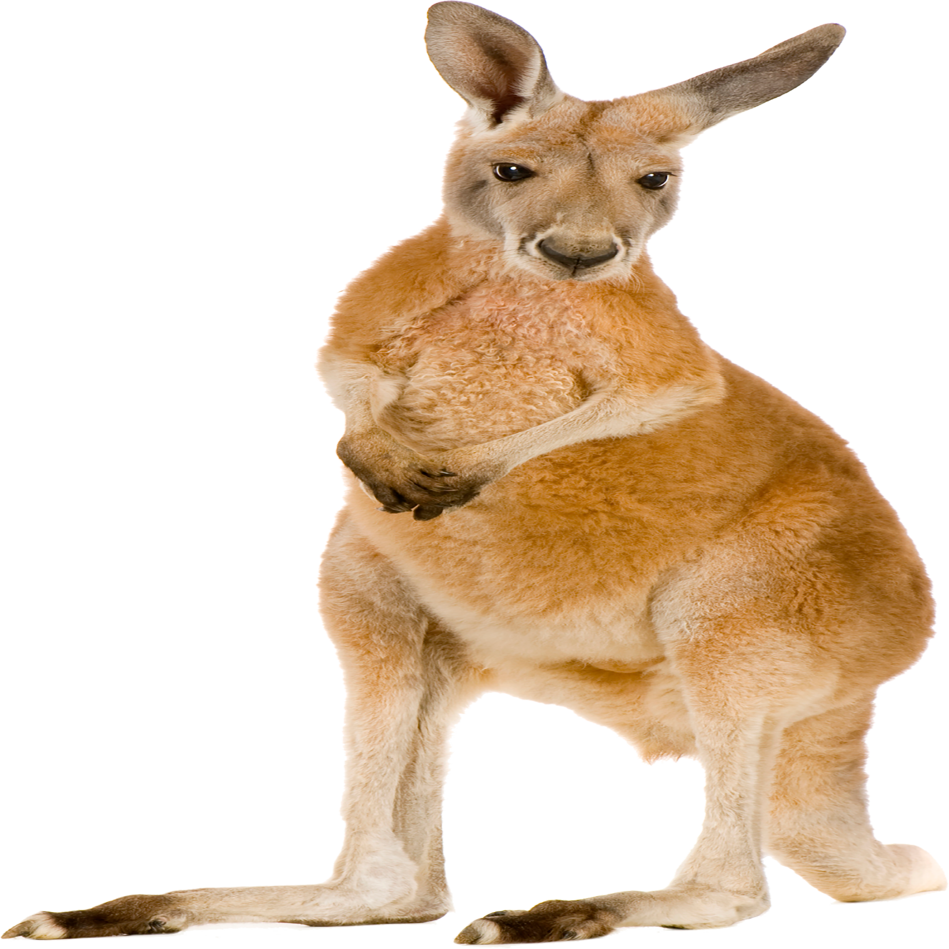 Kangaroo Transparent Picture