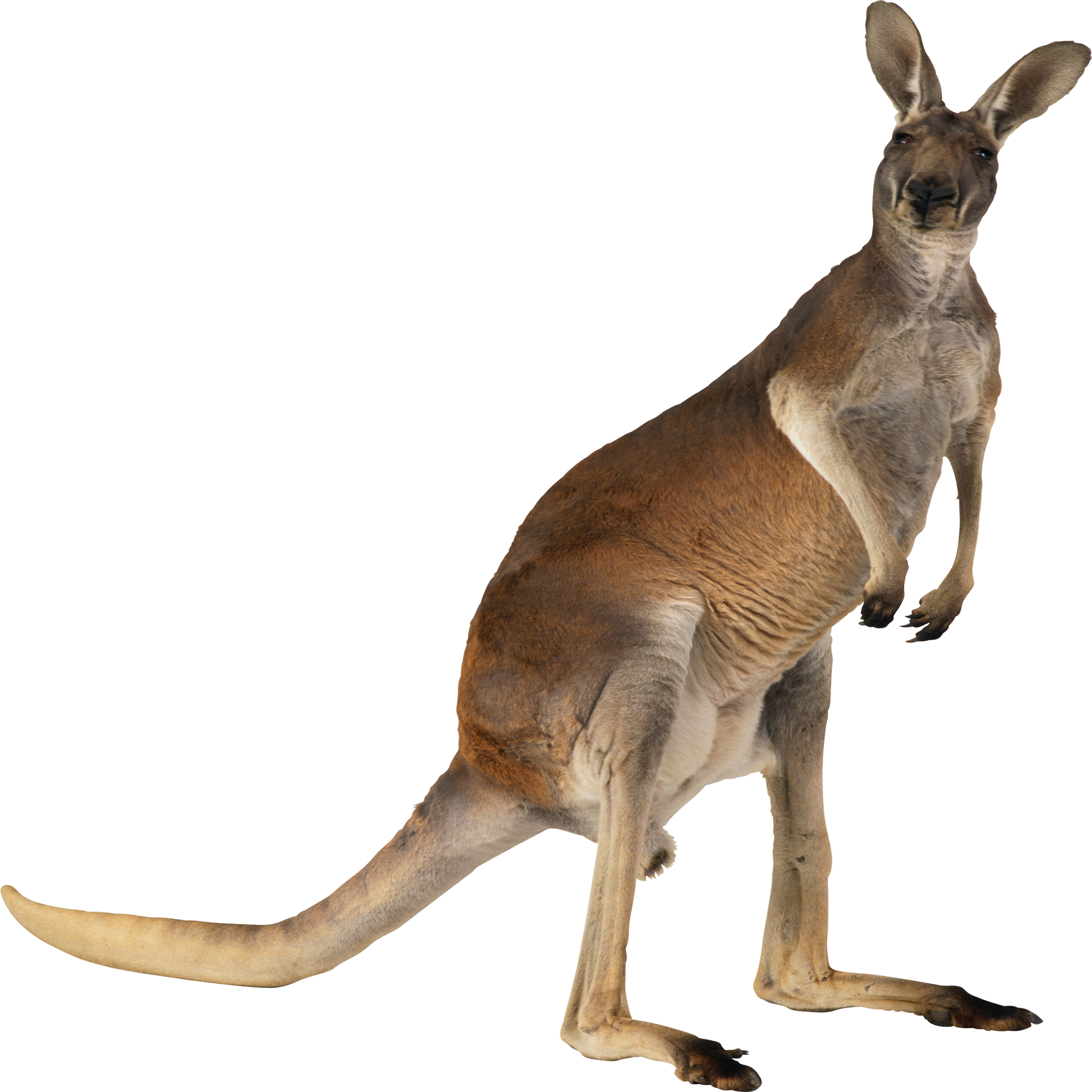 Kangaroo Transparent Clipart
