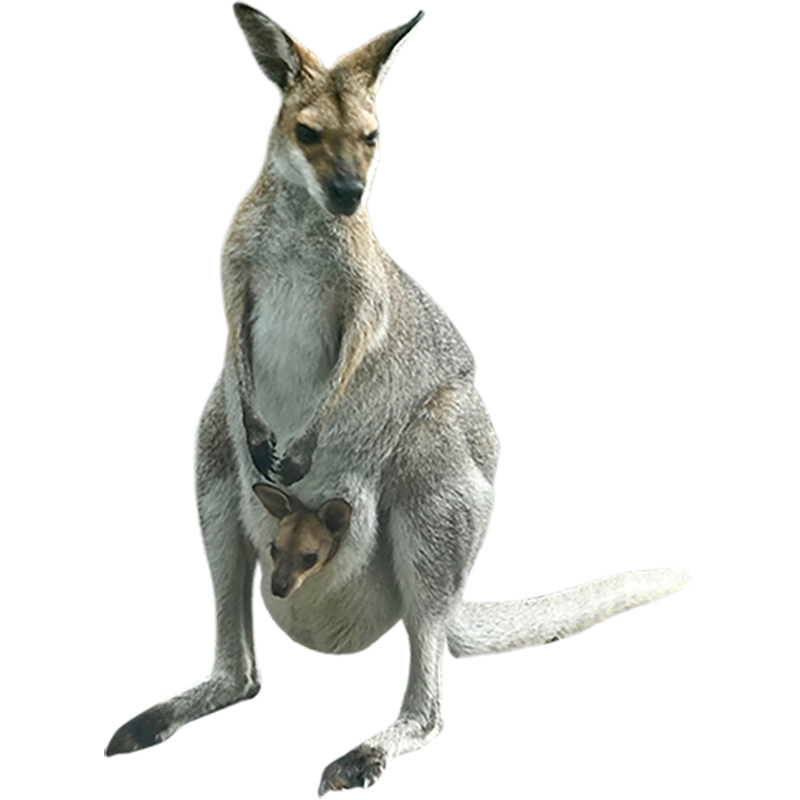 Kangaroo Transparent Gallery