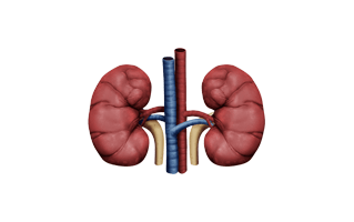 Kidney PNG
