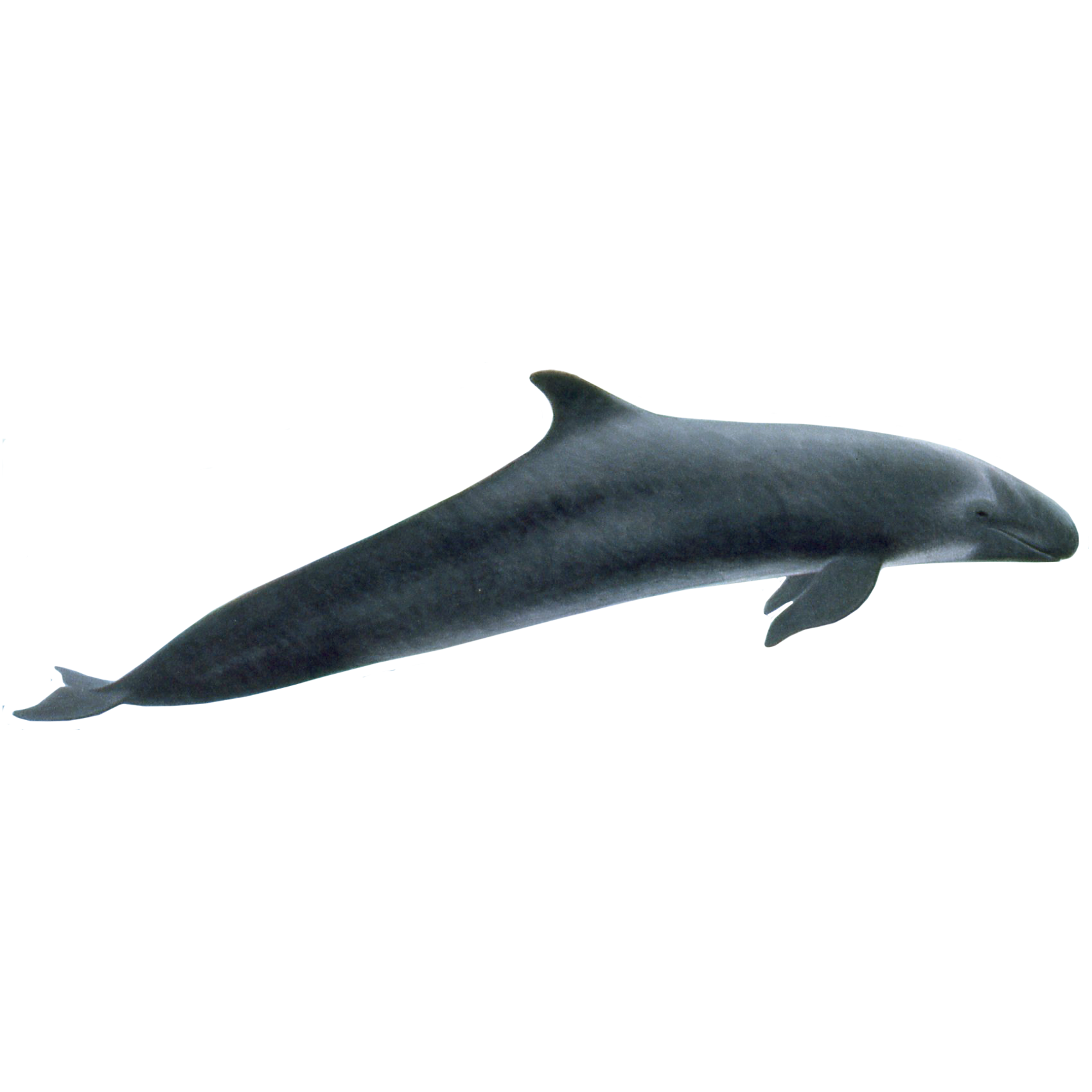 Killer Whale Transparent Photo