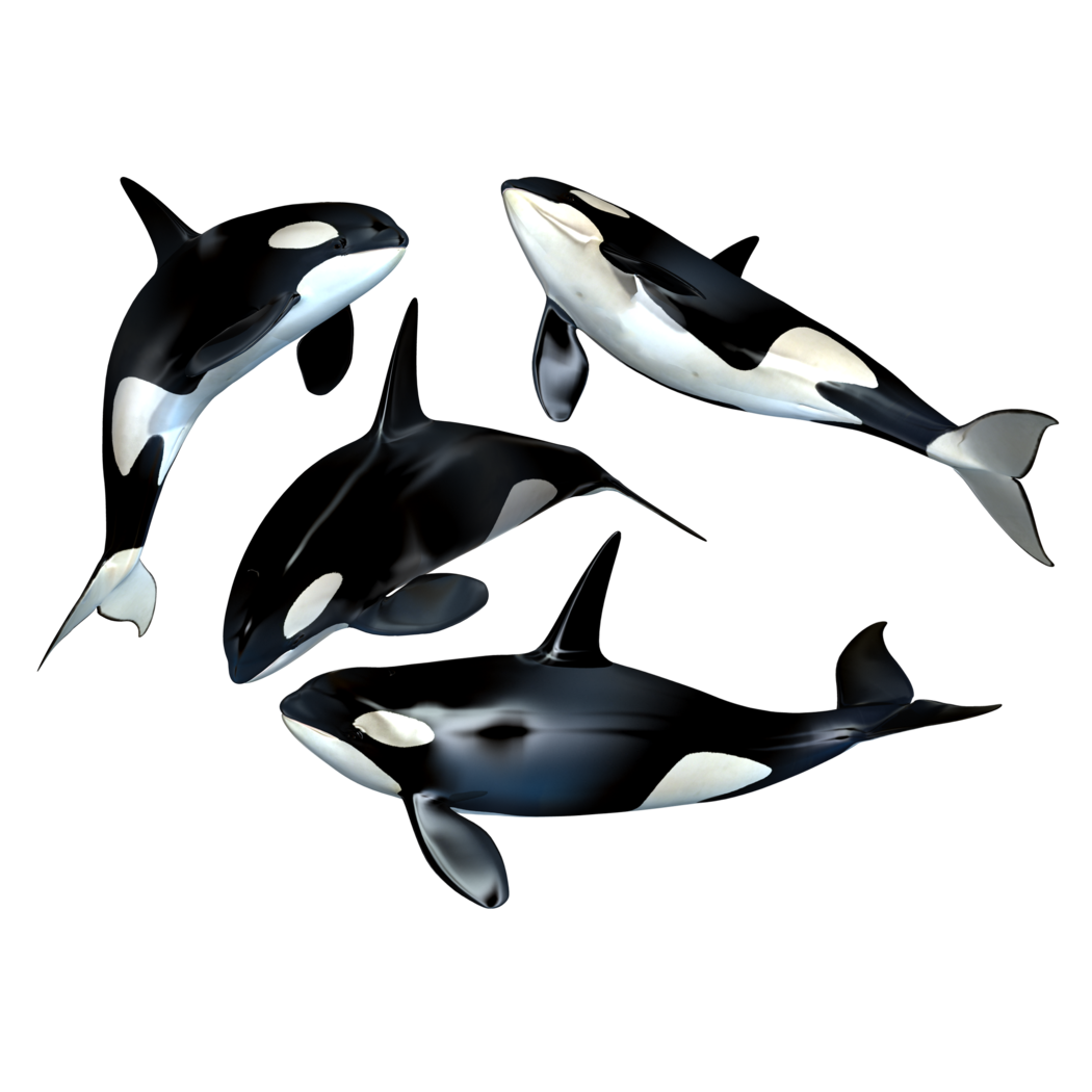 Killer Whale Transparent Picture