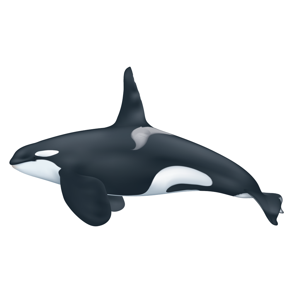 Killer Whale Transparent Gallery