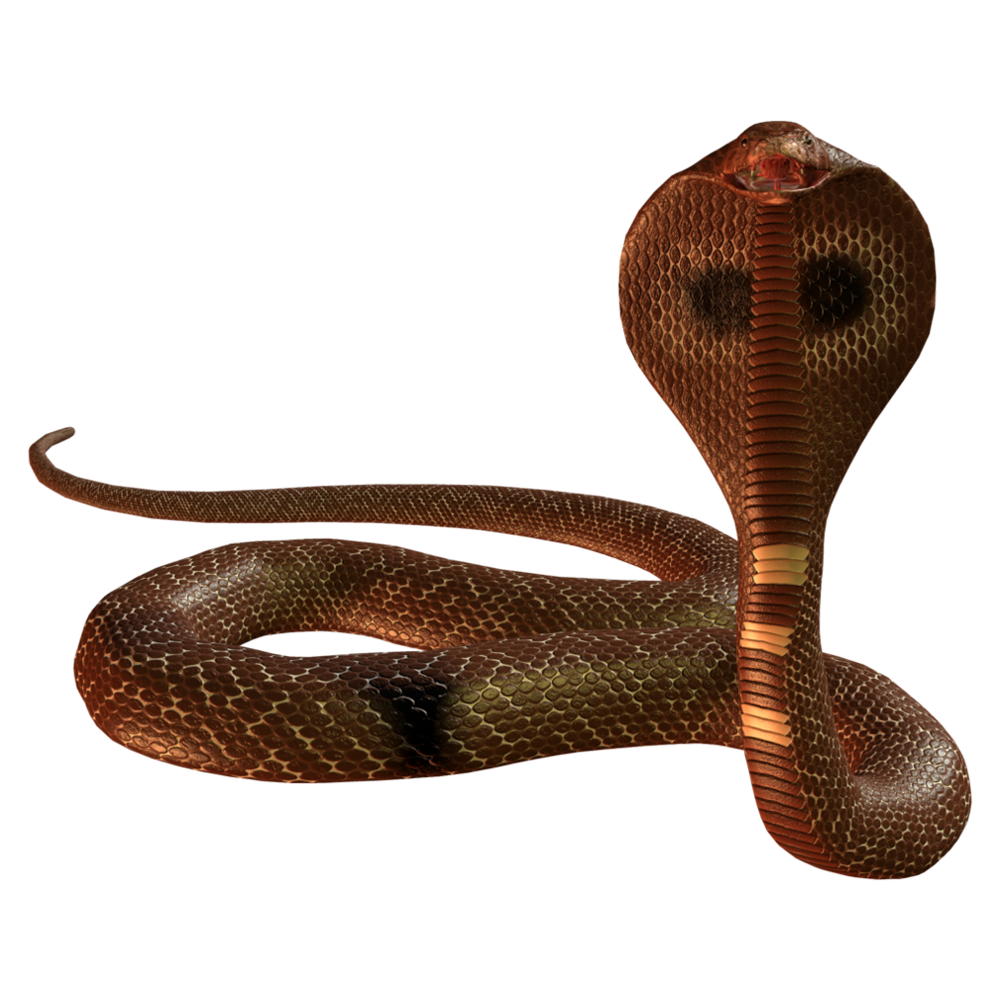 King Cobra  Transparent Image