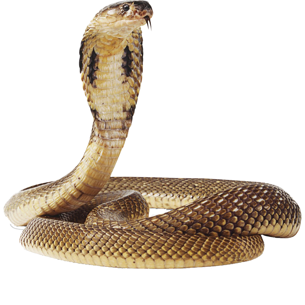 King Cobra  Transparent Photo