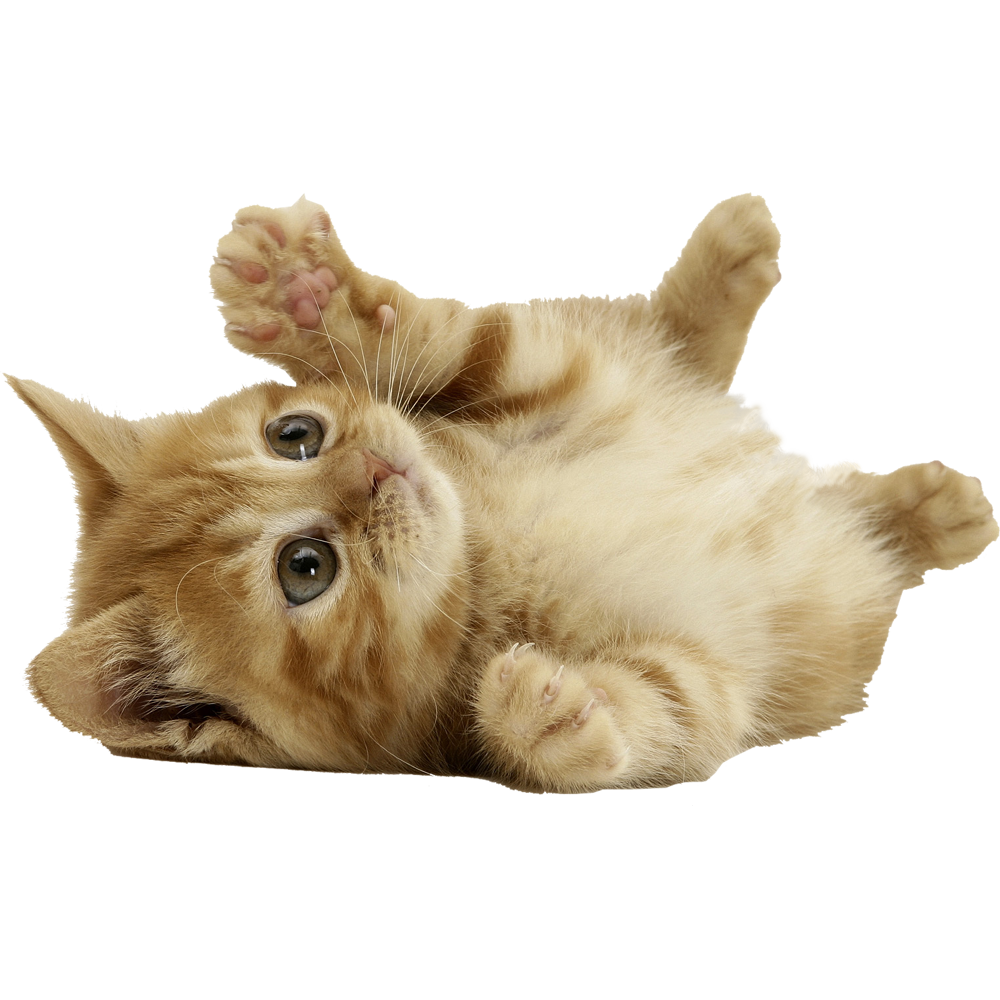 Kitten Transparent Image