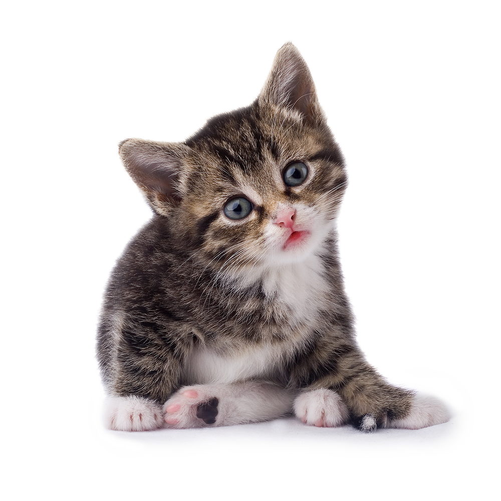 Kitten Transparent Picture