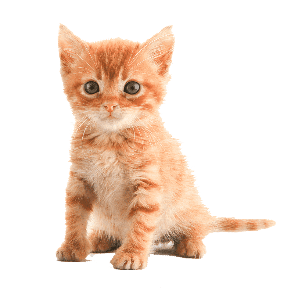 Kitten Transparent Clipart