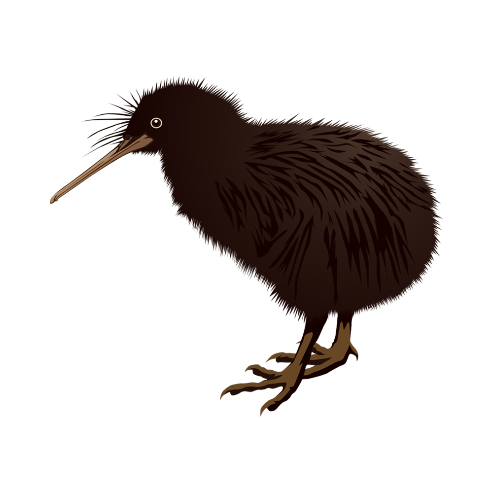 Kiwi Bird  Transparent Clipart