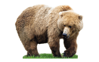 Kodiak Bear PNG