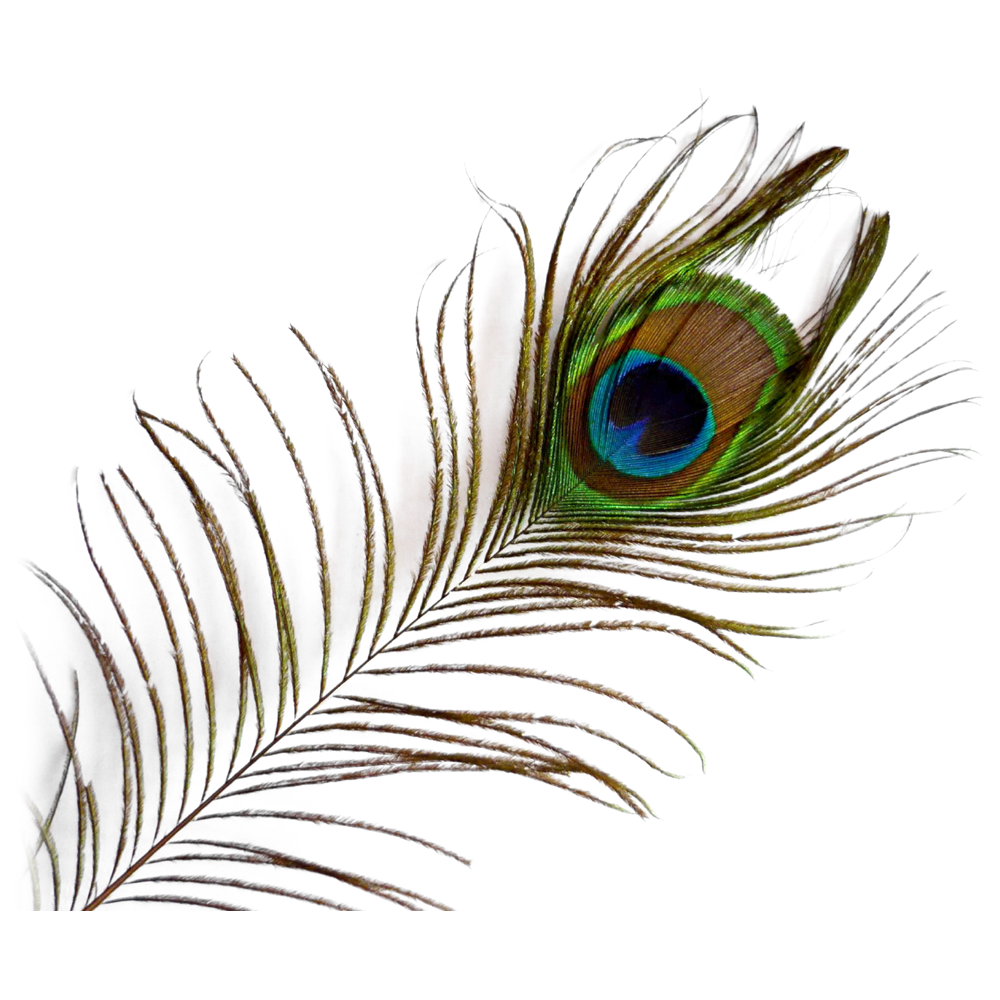 Krishna Peacock Feather  Transparent Photo