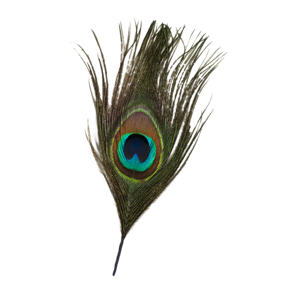 Krishna Peacock Feather  Transparent Clipart