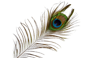 Krishna Peacock Feather PNG