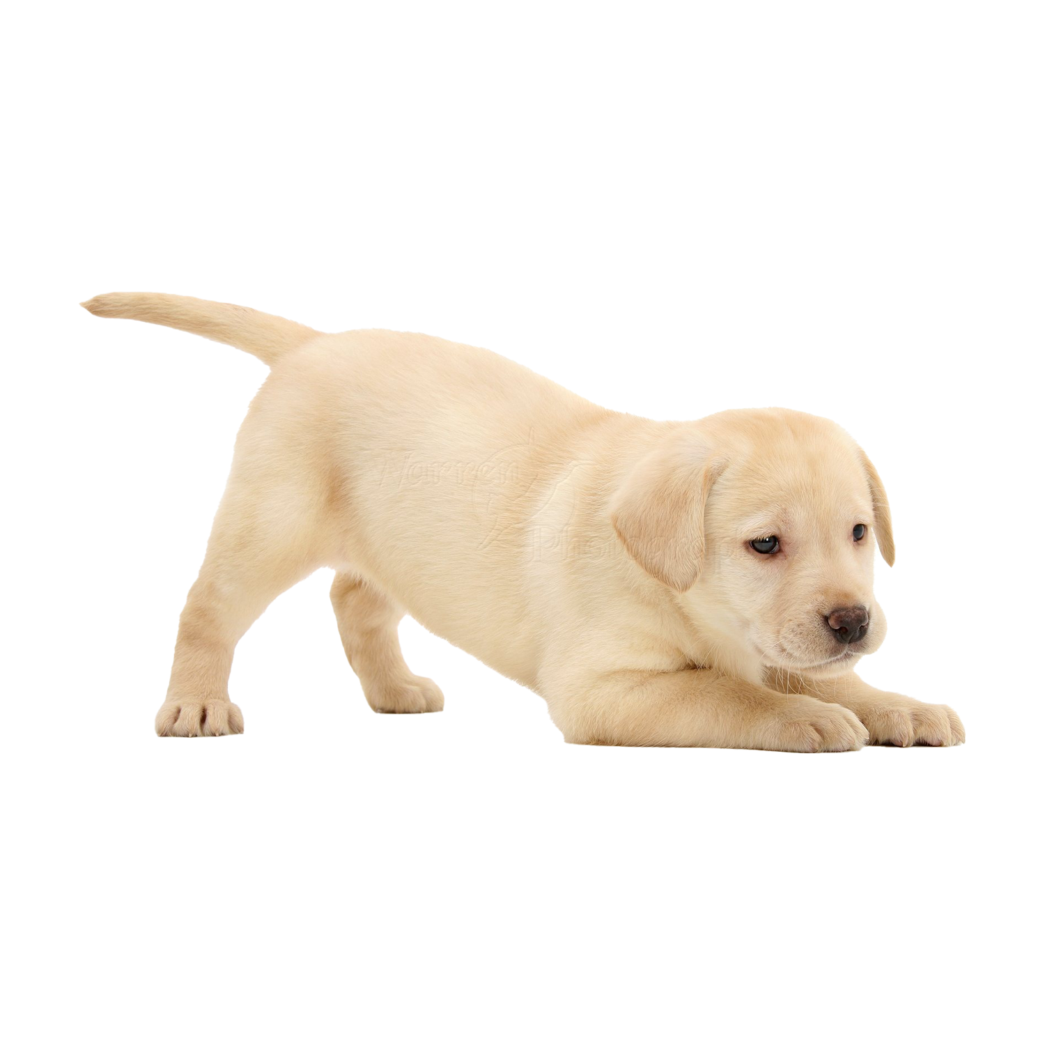 Labrador Retriever Puppy  Transparent Image