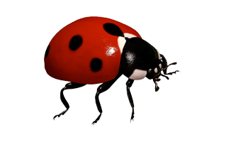 Ladybird Beetle PNG