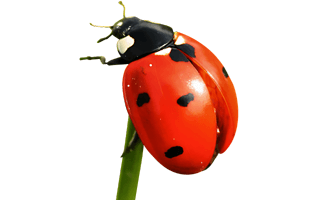 Ladybird PNG
