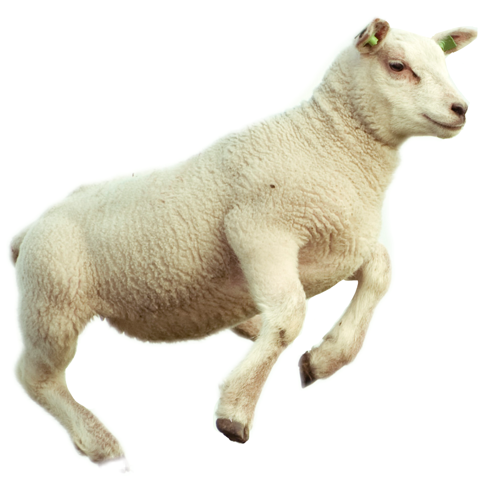 Lamb Transparent Image