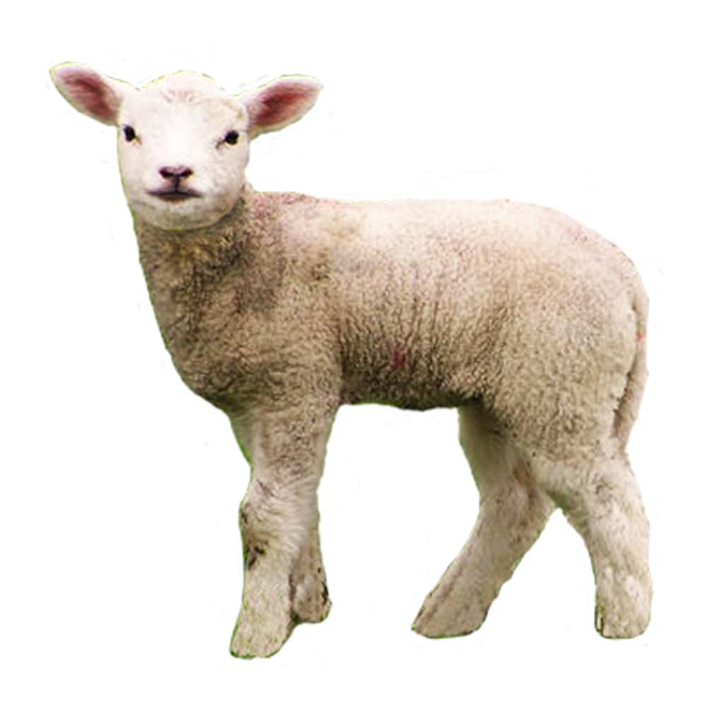 Lamb Transparent Photo