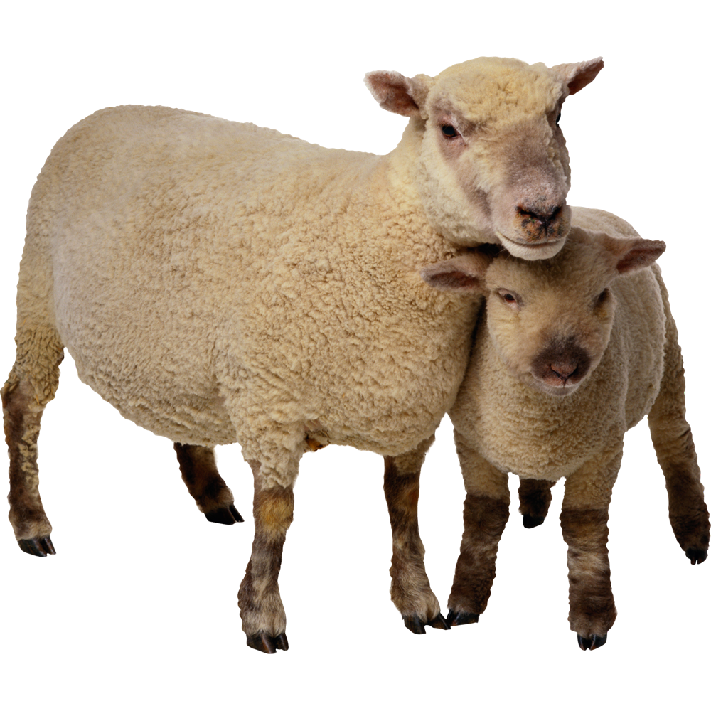 Lamb Transparent Picture