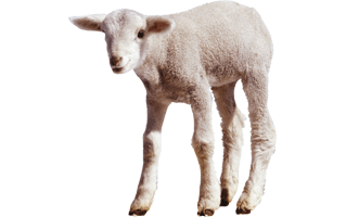 Lamb PNG