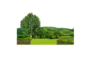 Landscape PNG