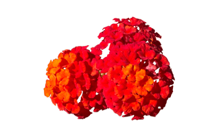 Lantana Flower PNG