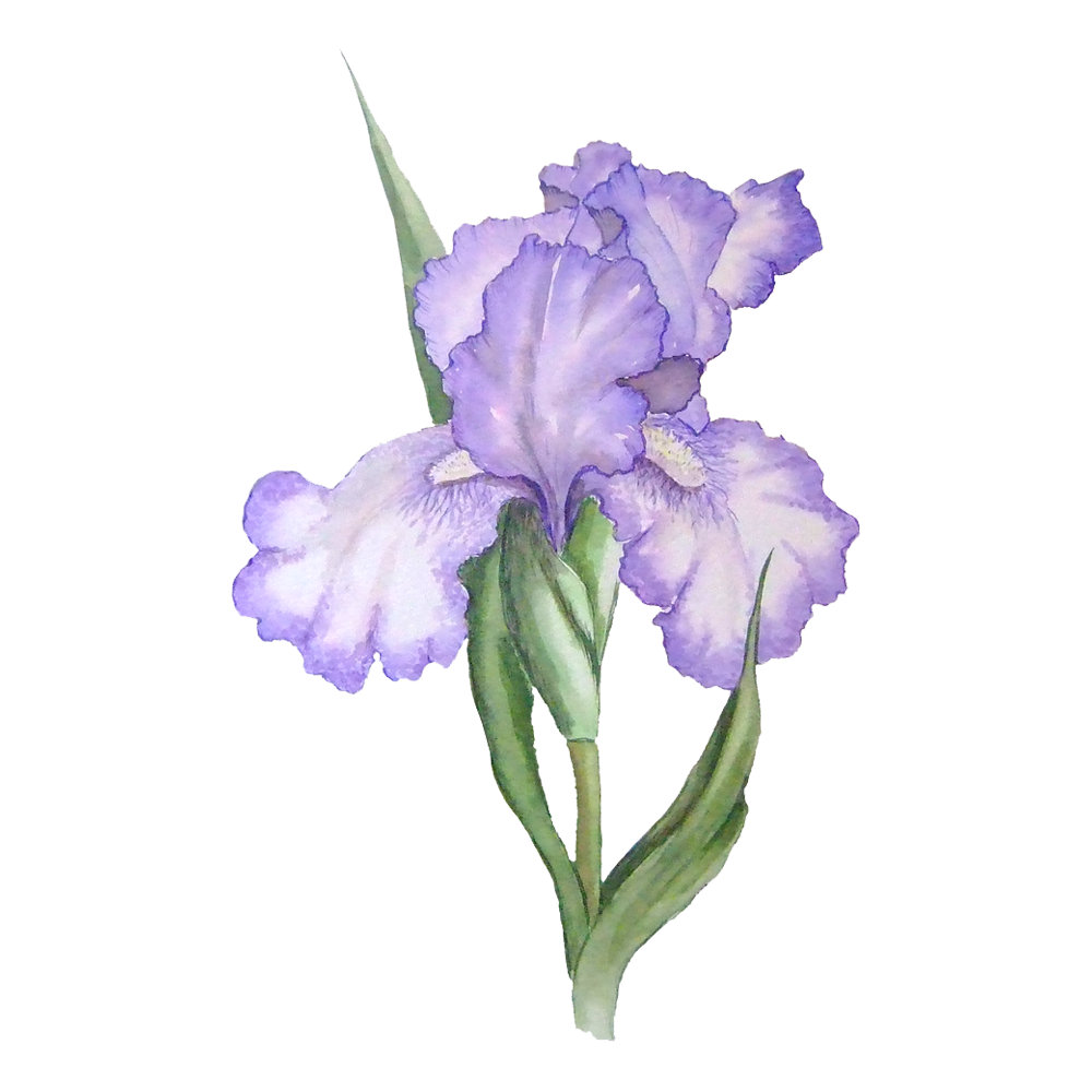 Lavender Flower Transparent Image