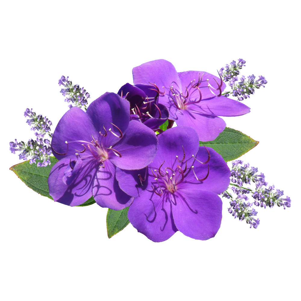 Lavender Flower Transparent Photo