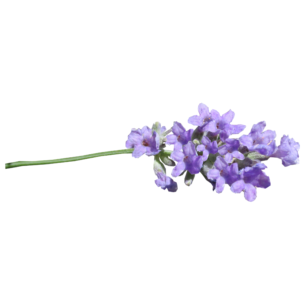 Lavender Flower Transparent Picture