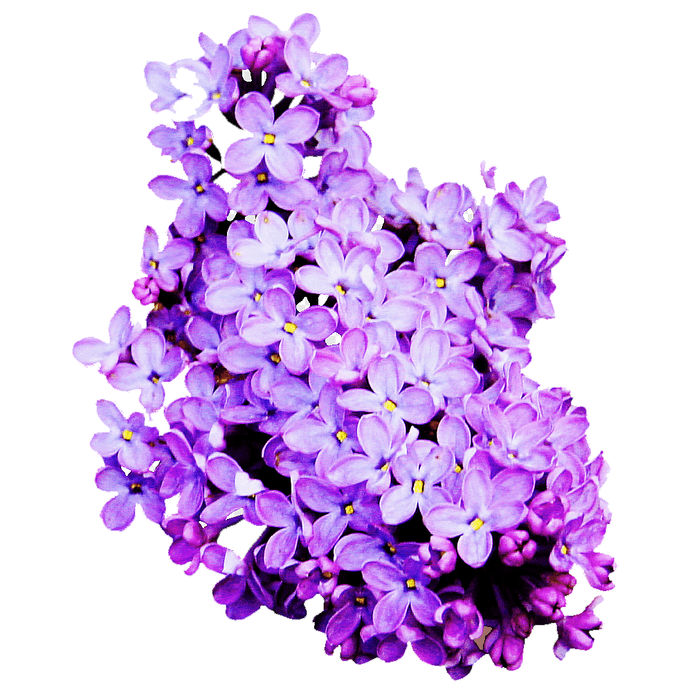 Lavender Flower Transparent Clipart