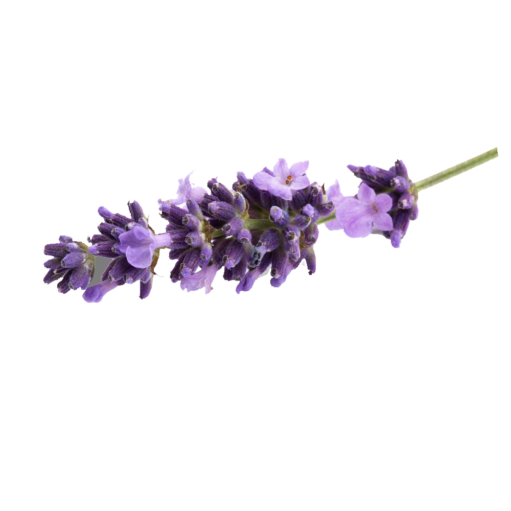 Lavender Flower Transparent Gallery