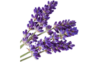 Lavender Flower PNG
