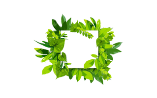 Leaf Frame PNG
