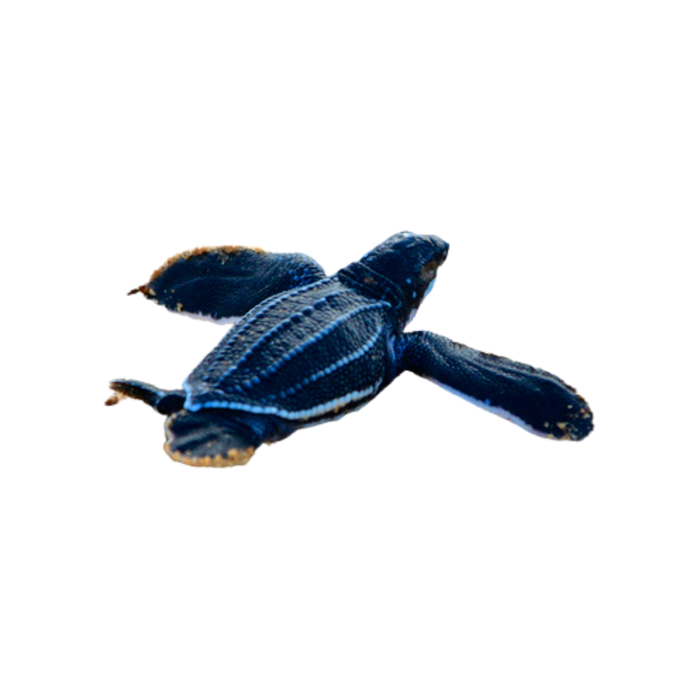 Leatherback Sea Turtle  Transparent Image