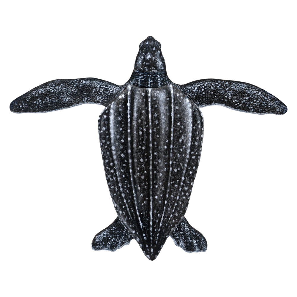 Leatherback Sea Turtle Transparent Picture