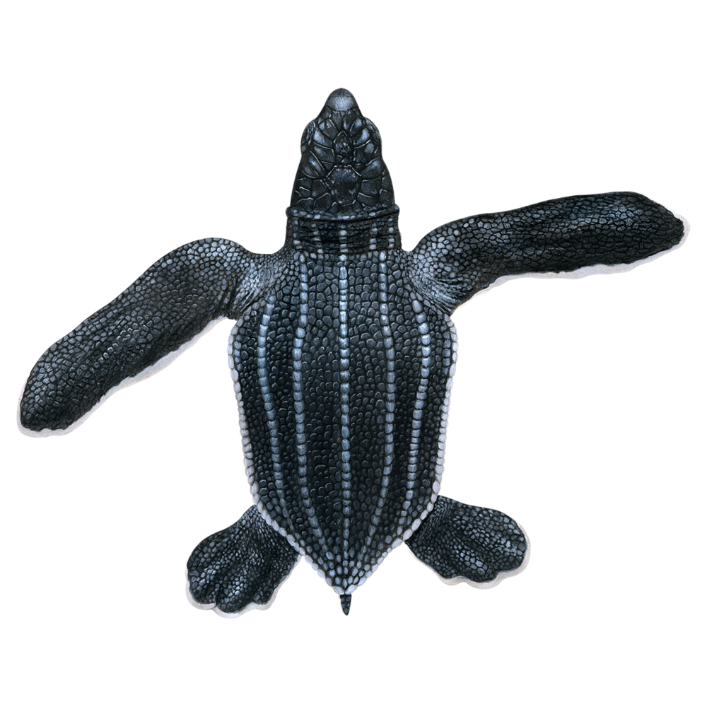 Leatherback Sea Turtle  Transparent Clipart