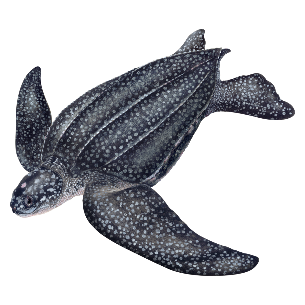 Leatherback Sea Turtle  Transparent Gallery