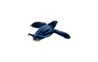 Leatherback Sea Turtle PNG