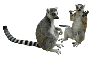 Lemurs PNG